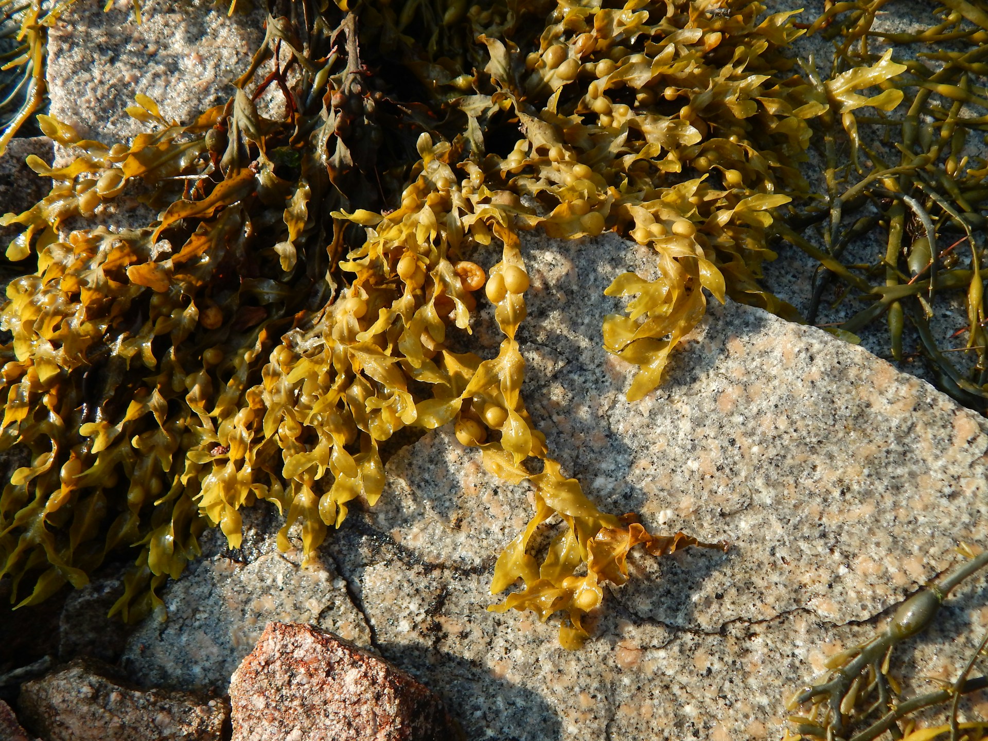 seaweed
